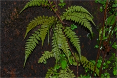 Athyrium hohenackerianum